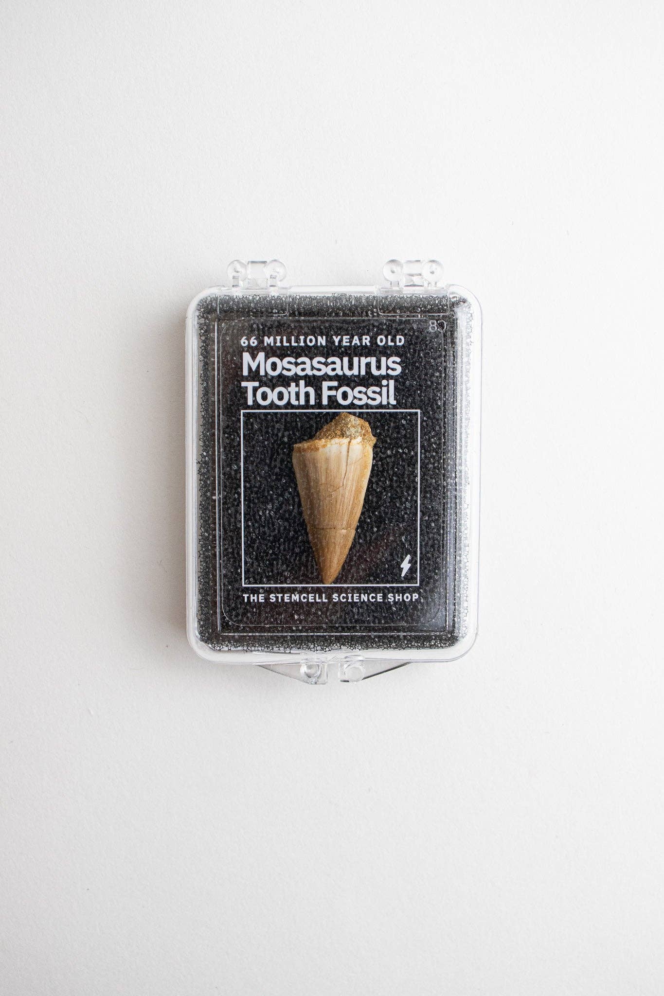 Mosasaurus Tooth