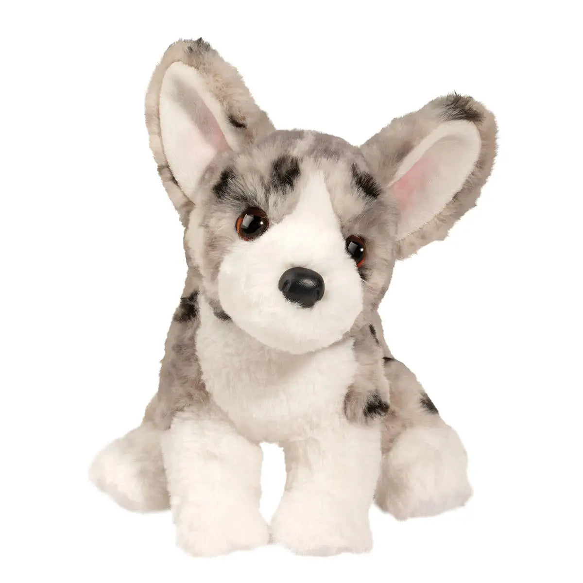 Codie the Corgi