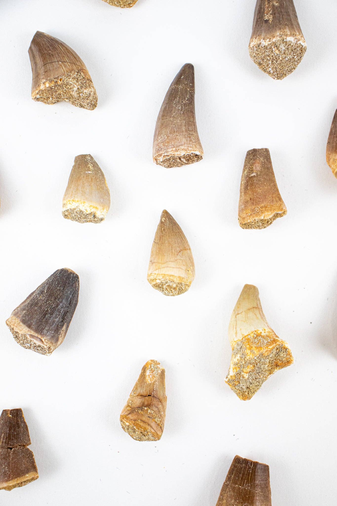 Mosasaurus Tooth