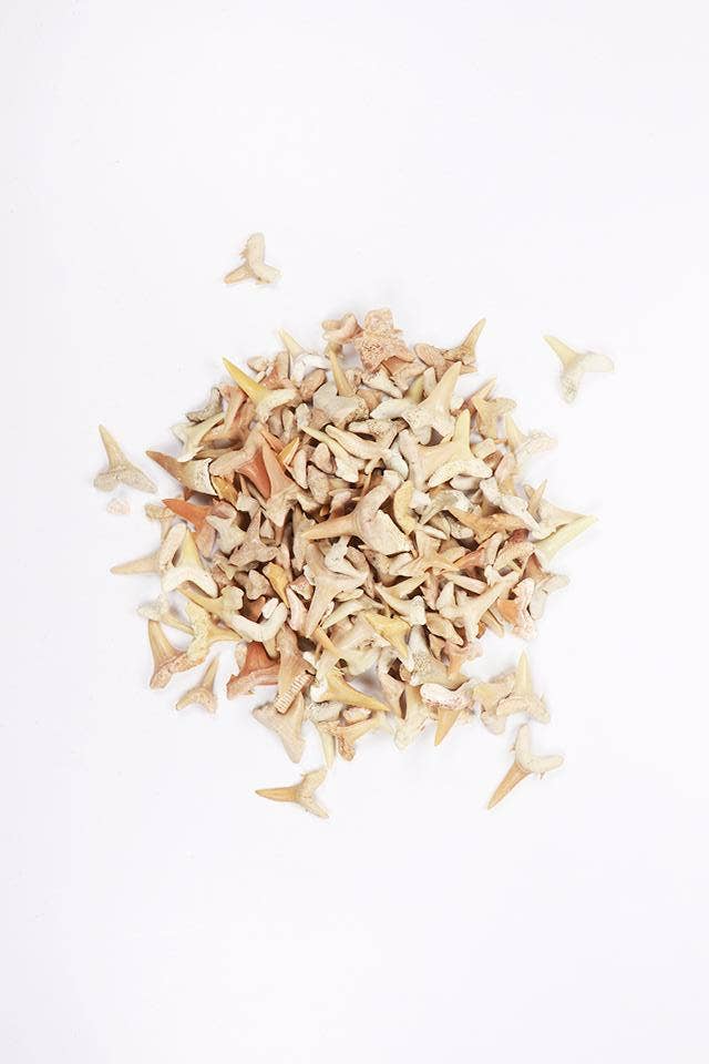 Sand Shark Tooth Fossil