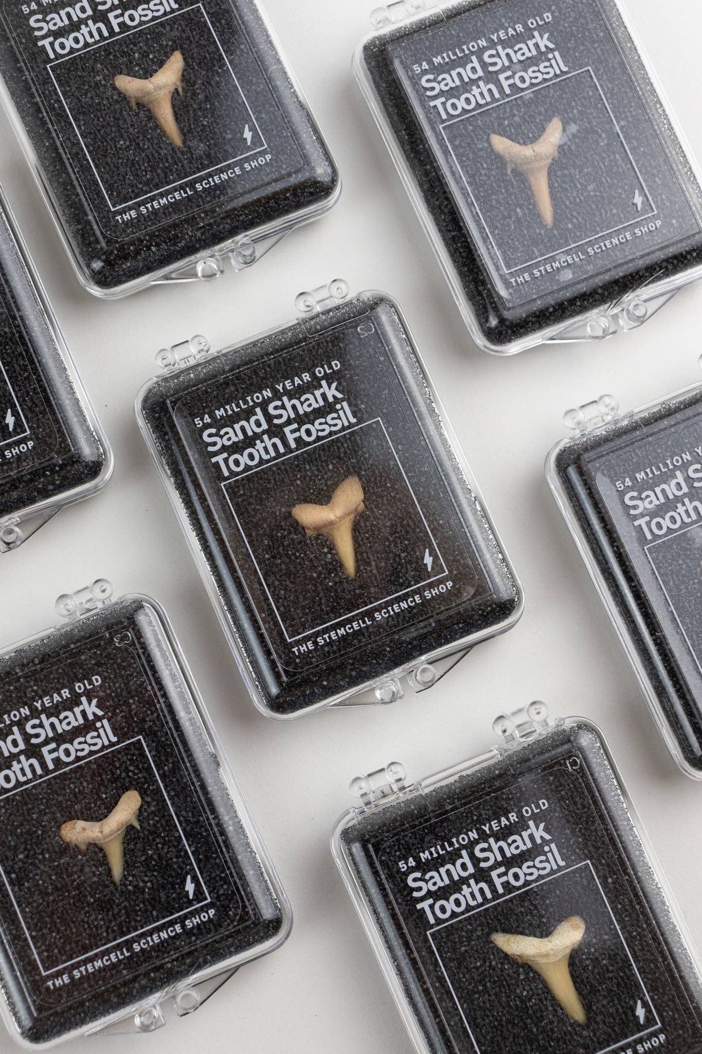 Sand Shark Tooth Fossil