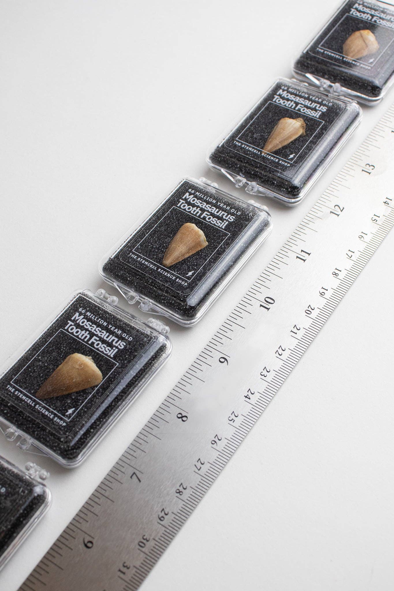 Mosasaurus Tooth