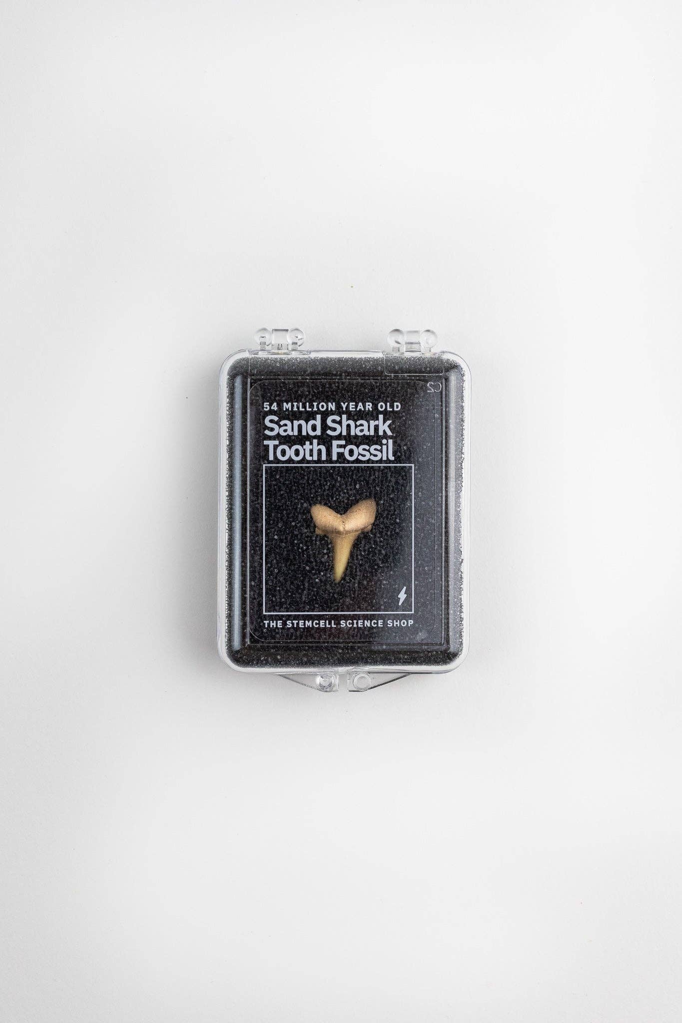 Sand Shark Tooth Fossil