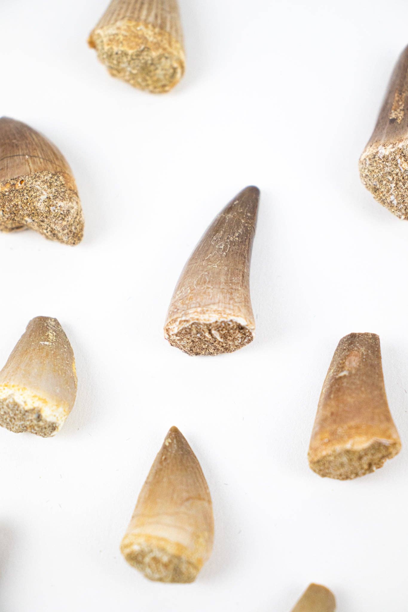 Mosasaurus Tooth