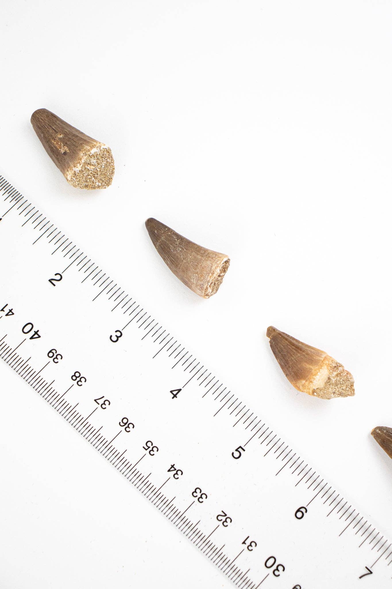 Mosasaurus Tooth