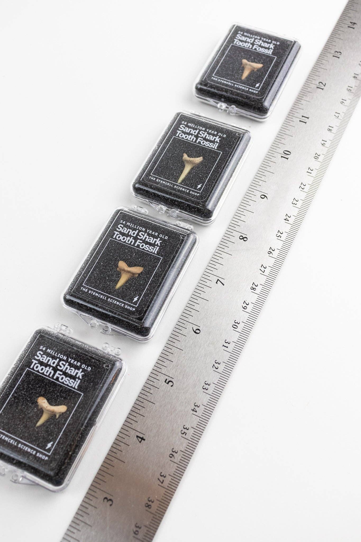 Sand Shark Tooth Fossil