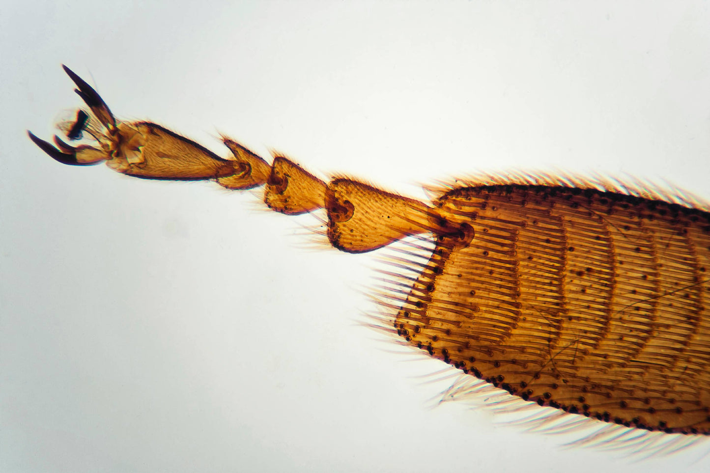 Outdoor Adventure Microscope