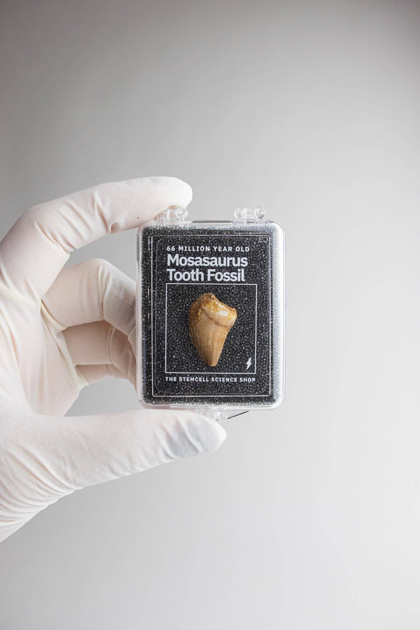 Mosasaurus Tooth