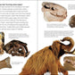 Fossils for Kids