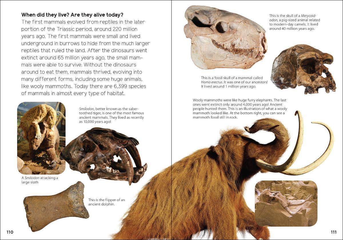 Fossils for Kids