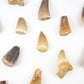 Mosasaurus Tooth
