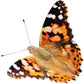 Original Butterfly Garden® Growing Kit with Voucher