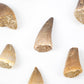 Mosasaurus Tooth