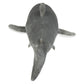 Great White Shark
