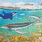 Under the Bay with San Francisco Baykeeper