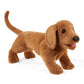Dachshund