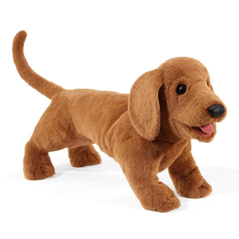 Dachshund