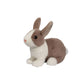 Daffodil Dutch Bunny