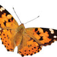 Original Butterfly Garden® Growing Kit with Voucher
