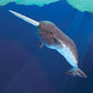 Narwhal