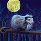 Opossum