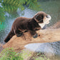 River Otter