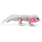 Axolotl- White