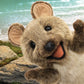 Quokka