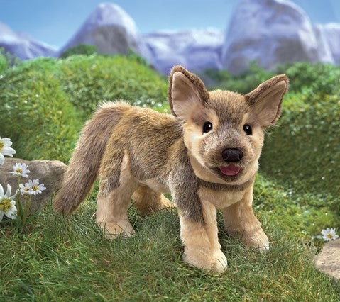 German Shepherd Puppy
