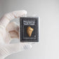 Mosasaurus Tooth