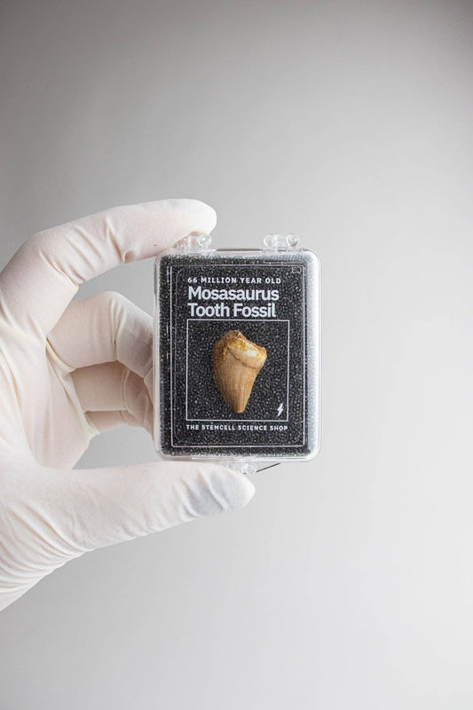 Mosasaurus Tooth